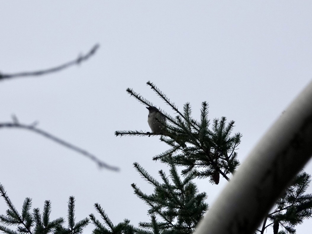 California Scrub-Jay - ML645543868
