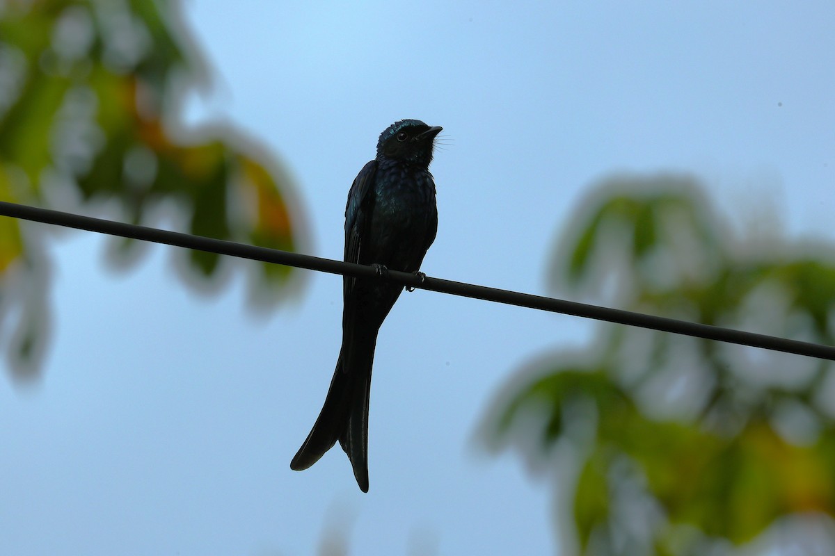 Bronzed Drongo - ML645543869