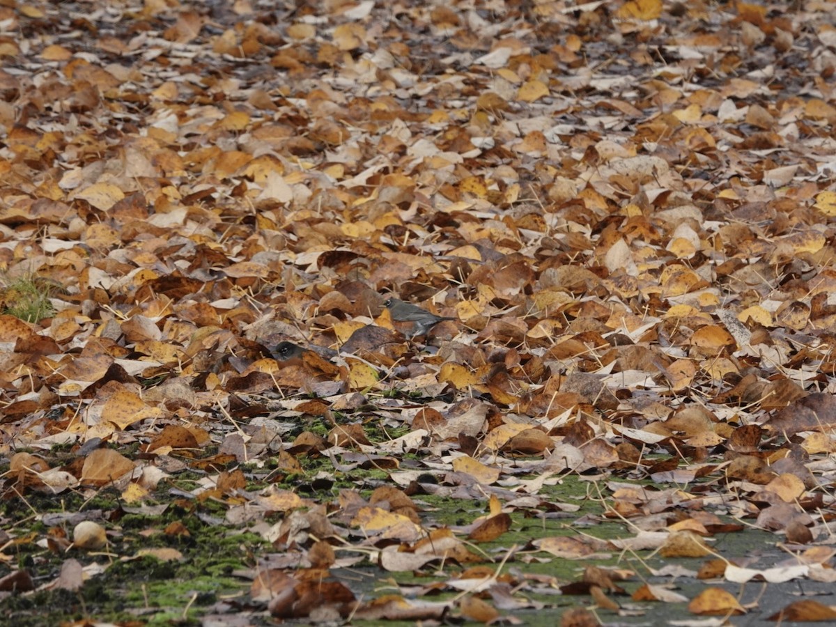 American Robin - ML645543870