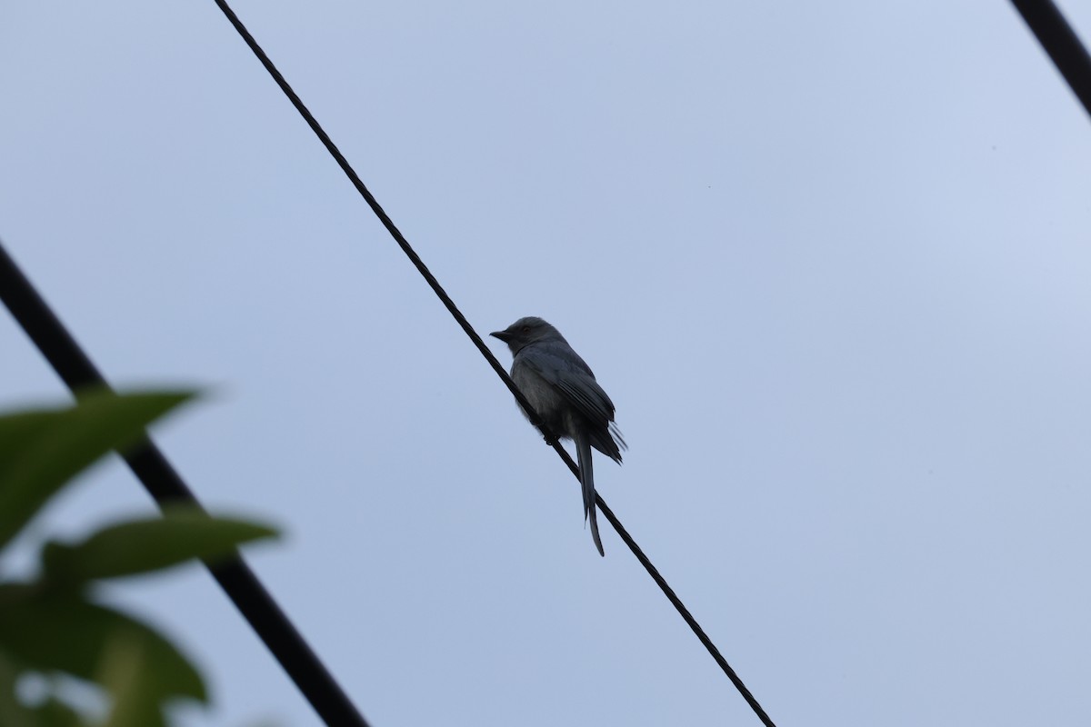 Ashy Drongo - ML645543871