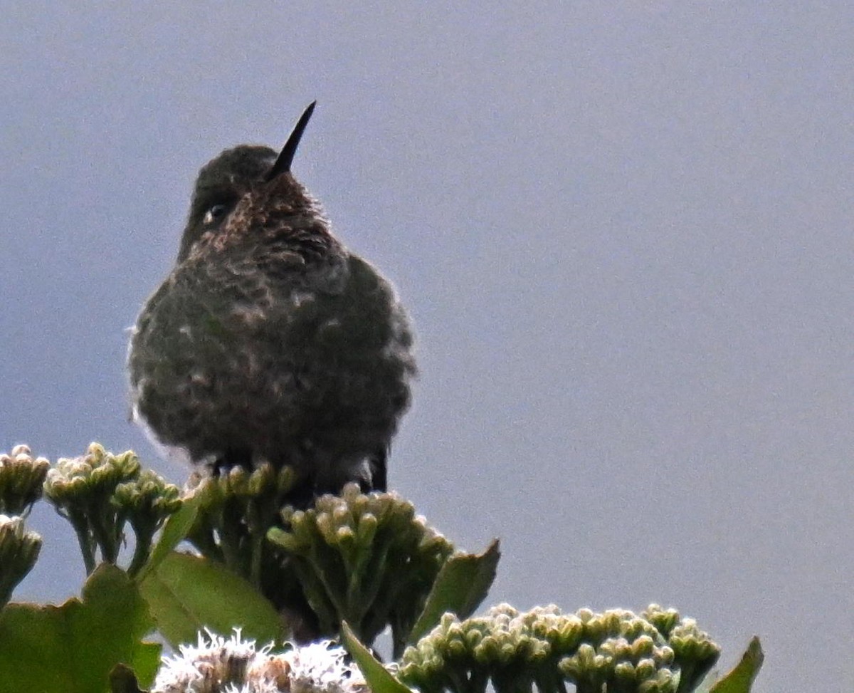 Viridian Metaltail - ML645543872