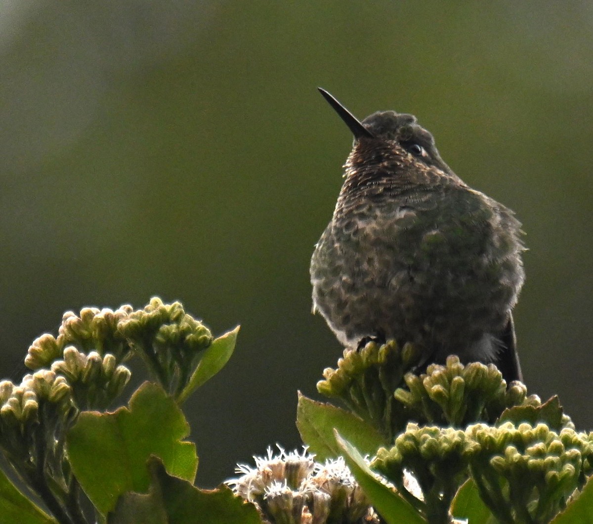 Viridian Metaltail - ML645543873