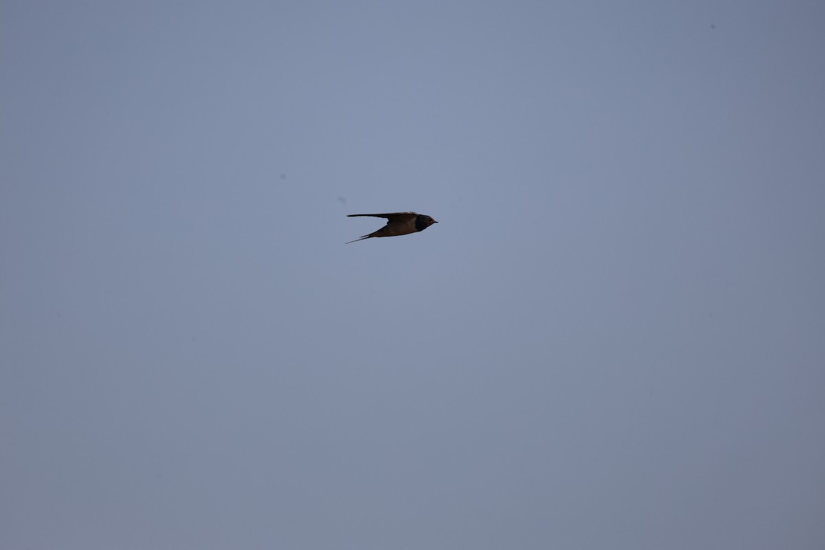 Ластівка сільська - ML645543878