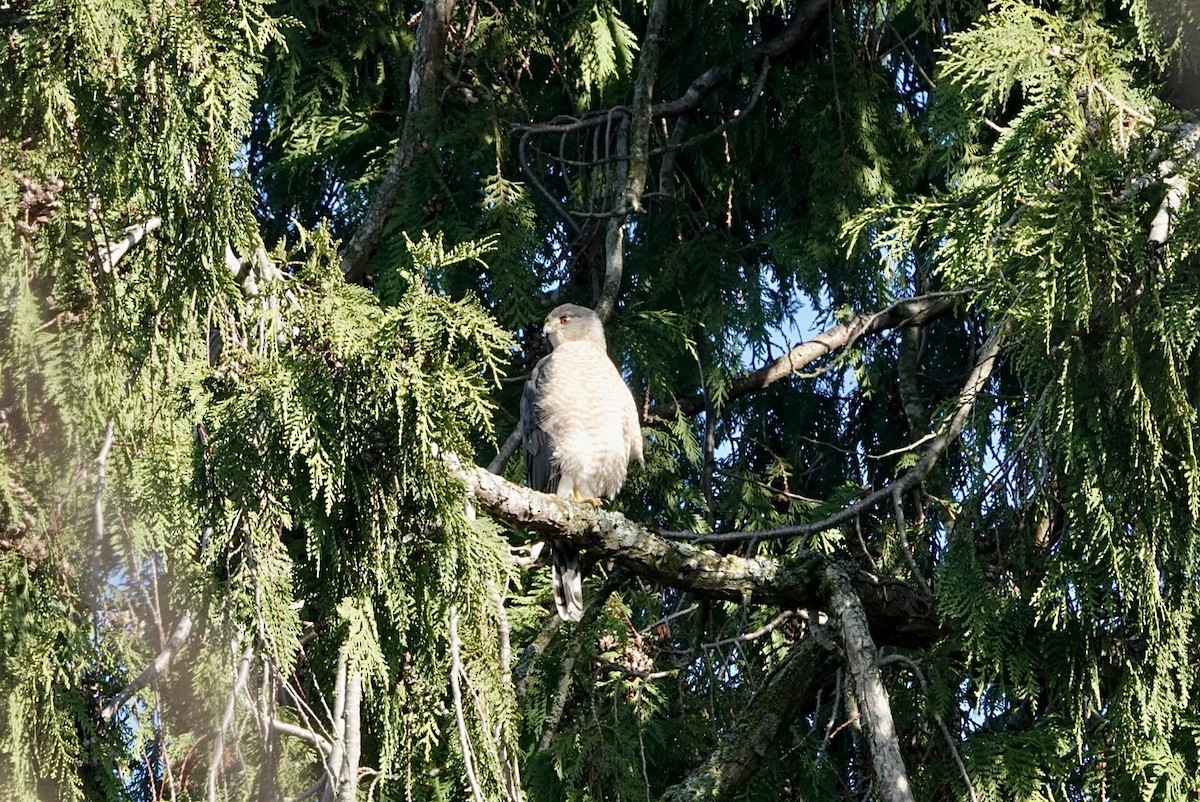 Cooper's Hawk - ML645543879