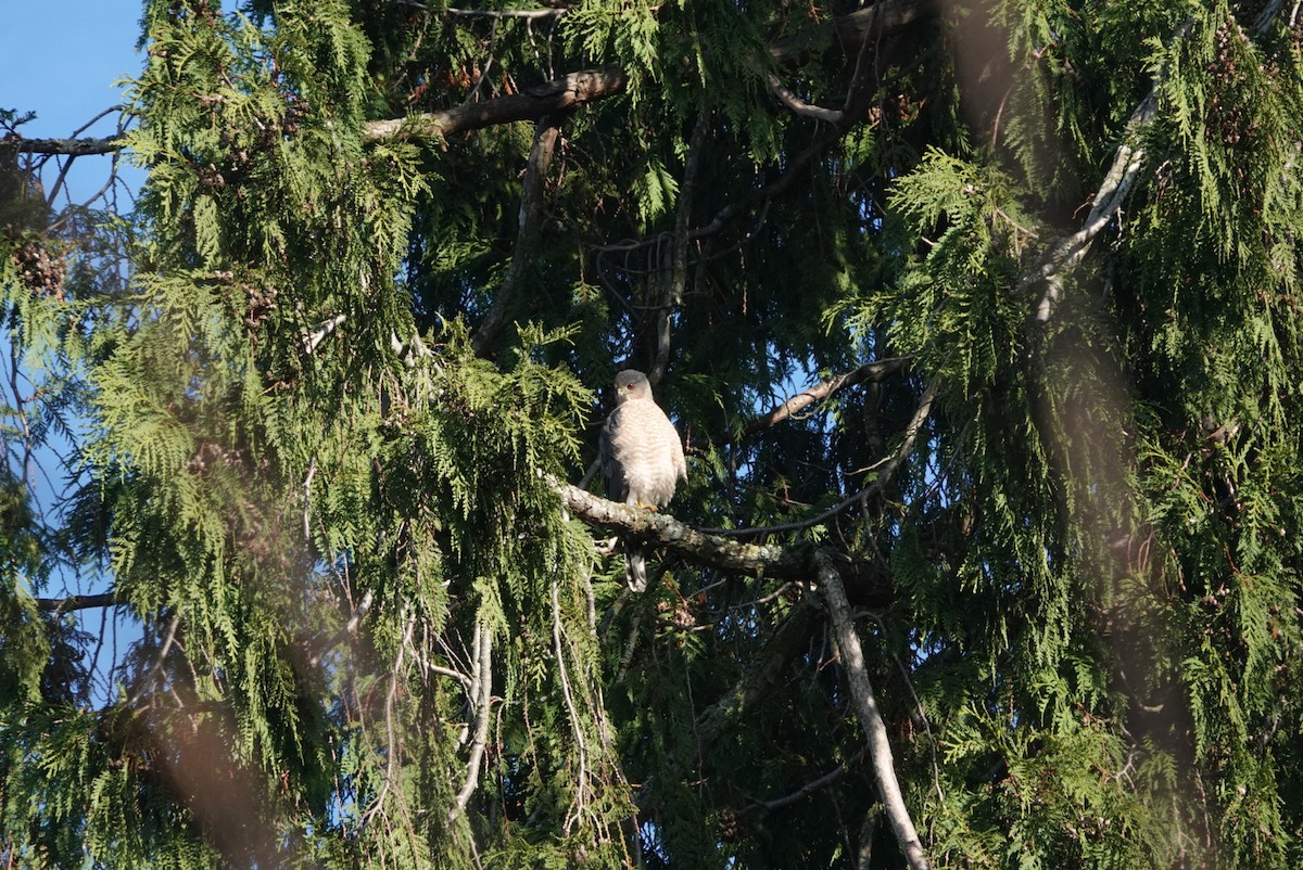 Cooper's Hawk - ML645543881