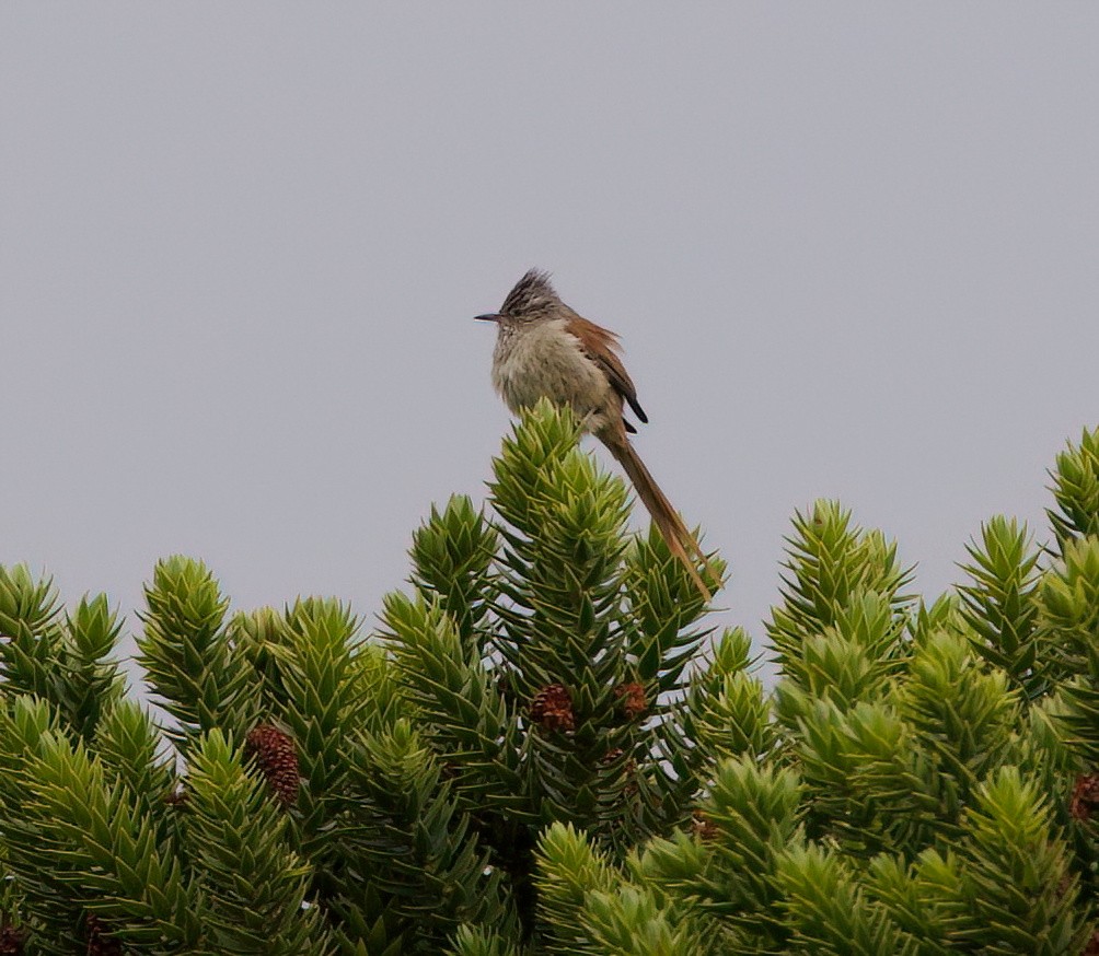 Araucaria Tit-Spinetail - ML645543887