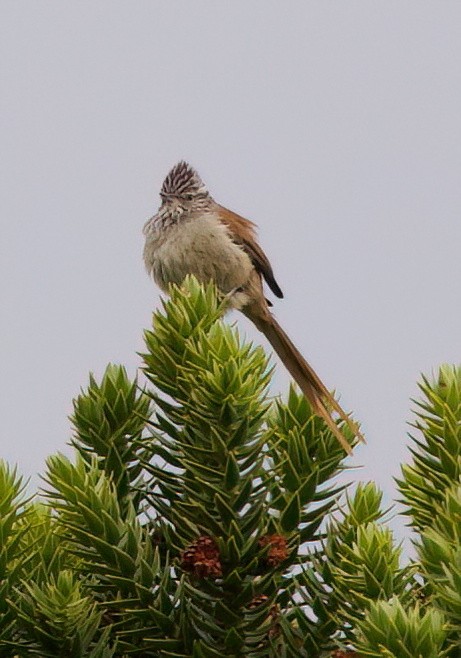 Araucaria Tit-Spinetail - ML645543888