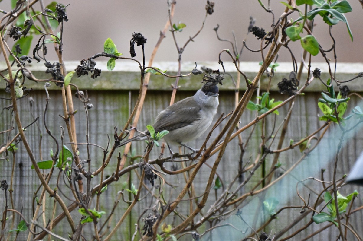 Eurasian Blackcap - ML645543900