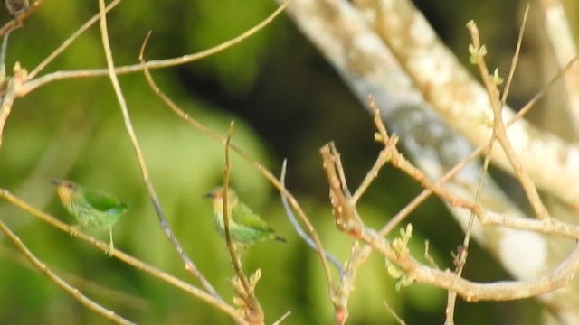 Танагра-медоїд пурпурова - ML645543902