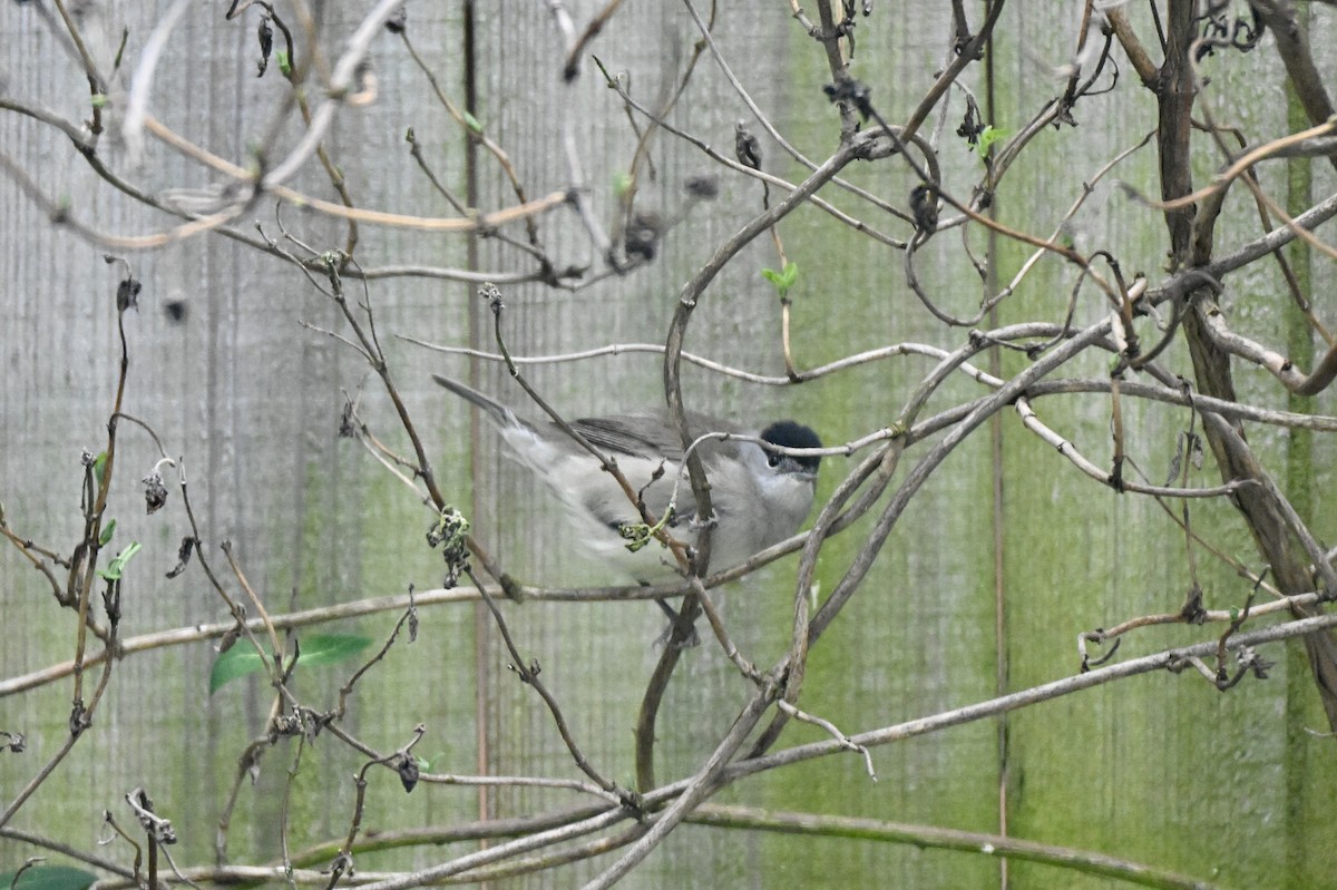 Eurasian Blackcap - ML645543907