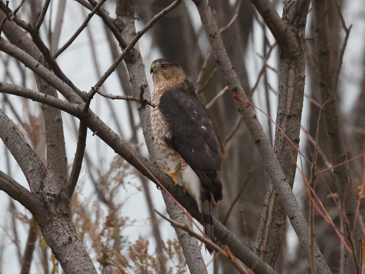 Cooper's Hawk - ML645543922