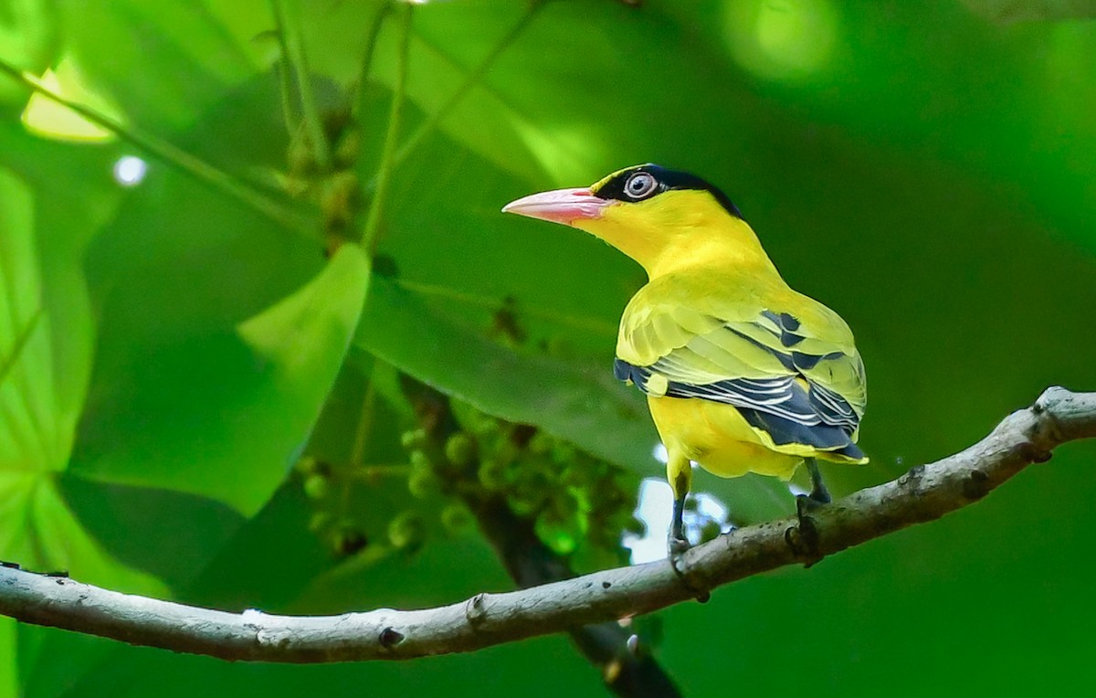 Black-naped Oriole - ML645543952