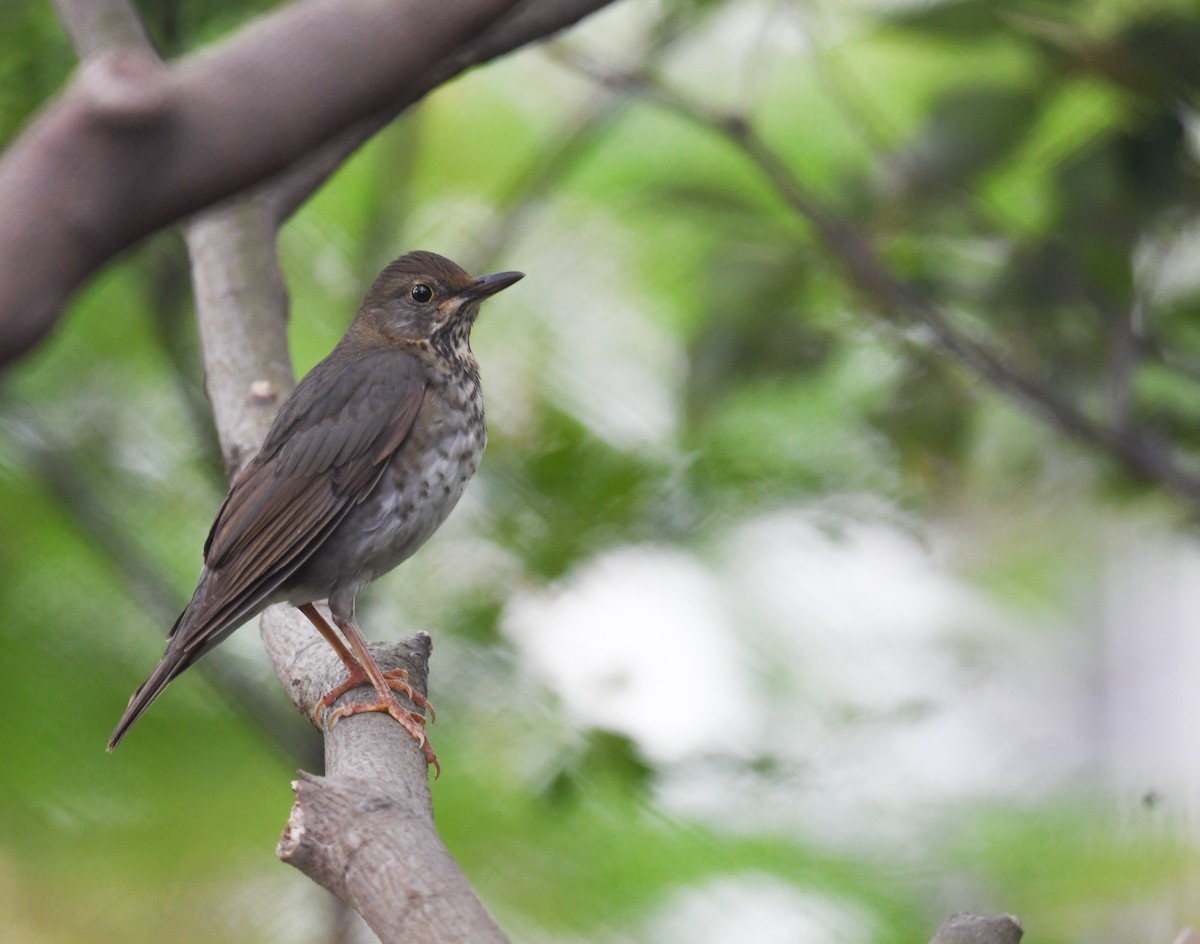 Japanese Thrush - ML645543963