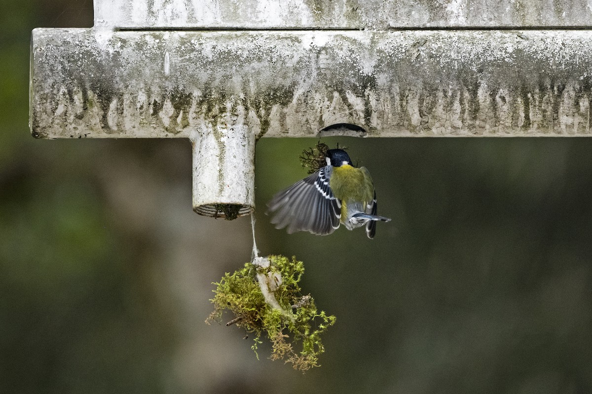 Green-backed Tit - ML645543990