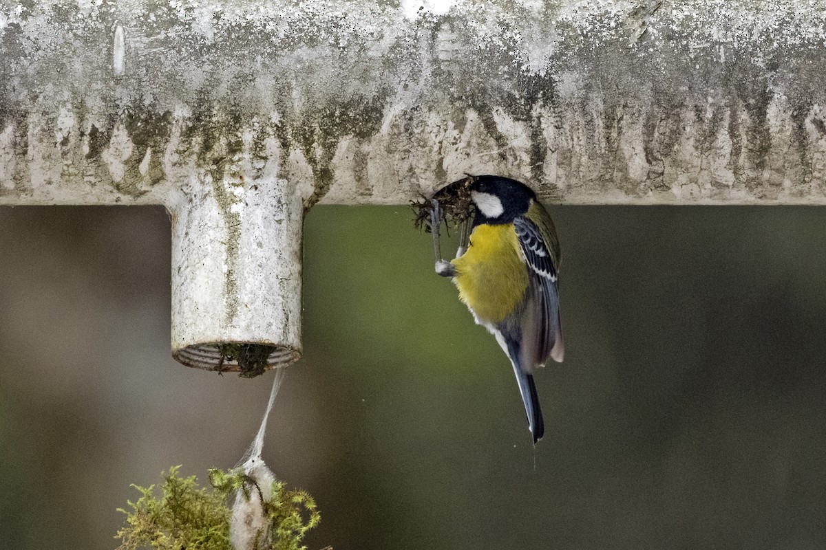 Green-backed Tit - ML645543993