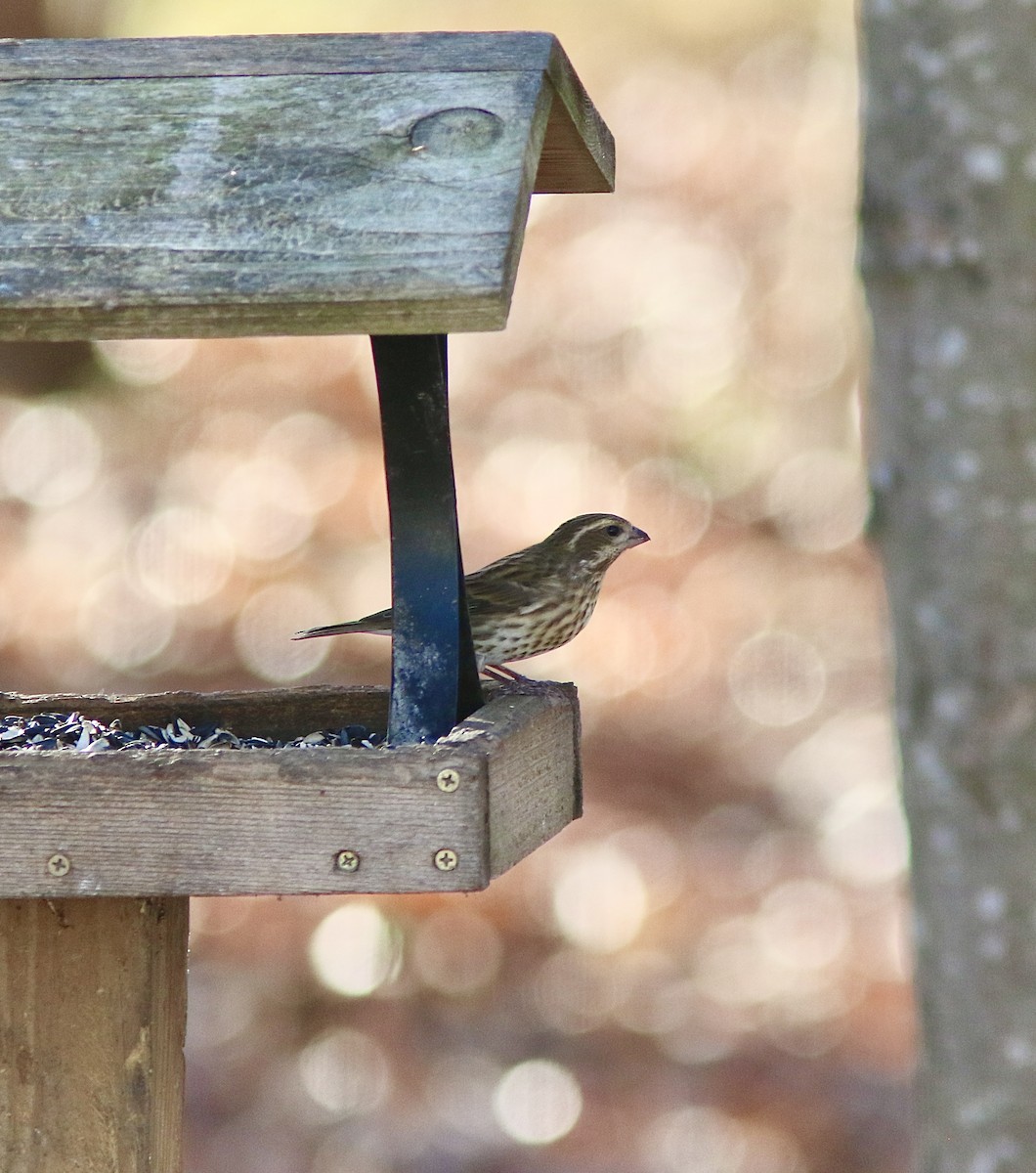Purple Finch - ML645543995