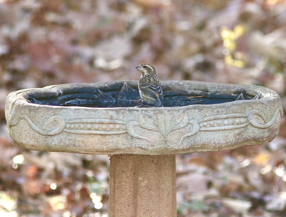 Purple Finch - ML645543996