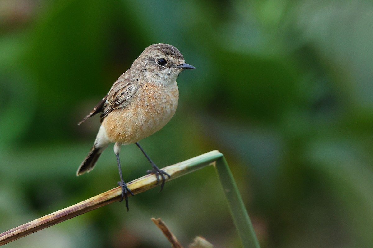Siberian Stonechat - ML645544010