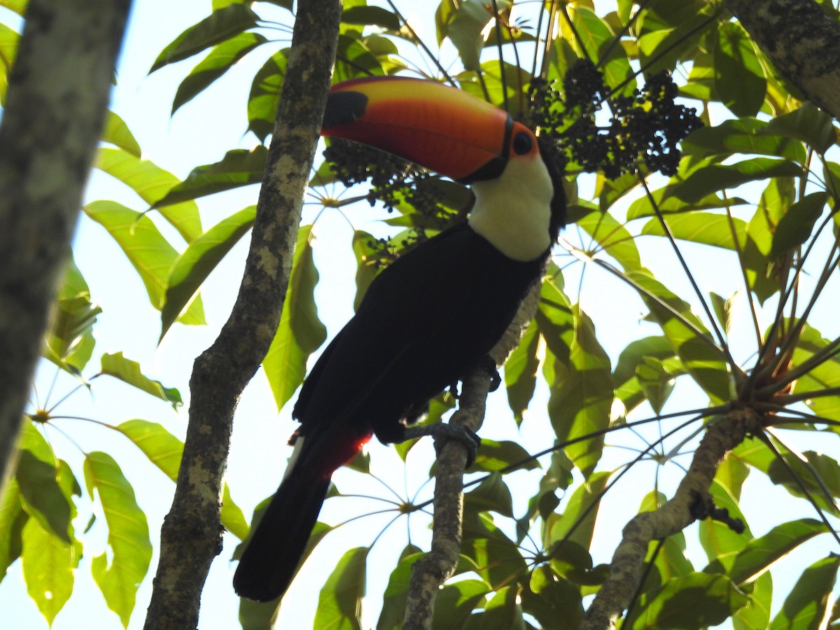 オニオオハシ - ML645544013