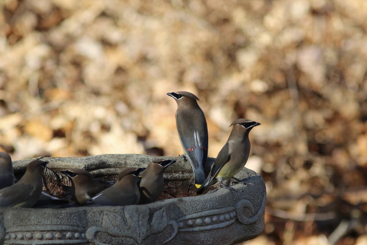 Cedar Waxwing - ML645544015