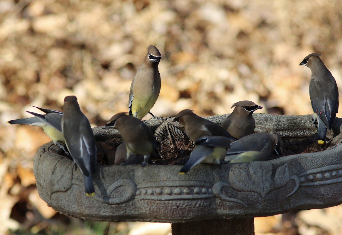 Cedar Waxwing - ML645544016