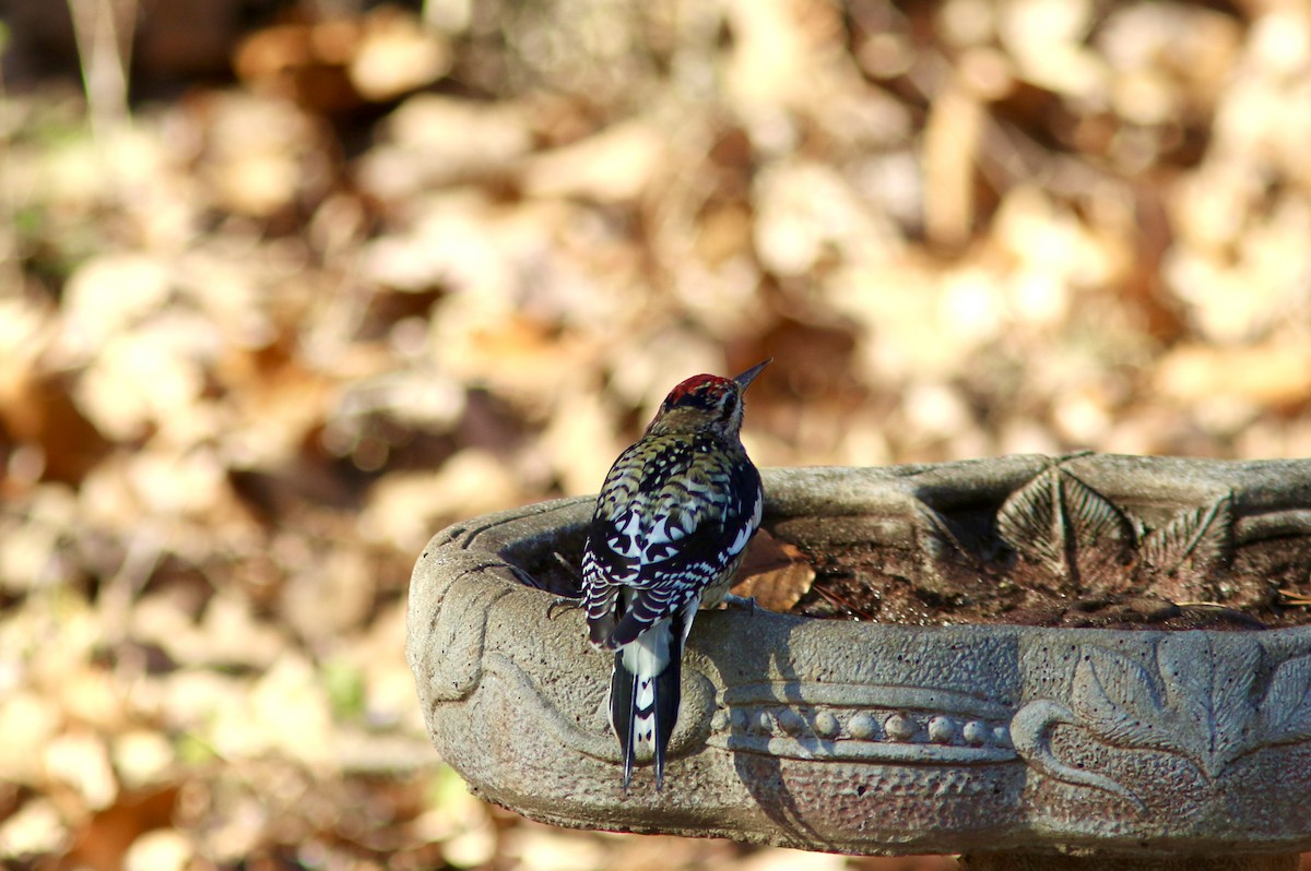 Yellow-bellied Sapsucker - ML645544022
