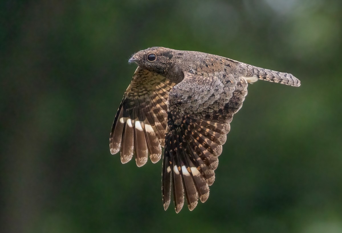 lelek savanový - ML645544031