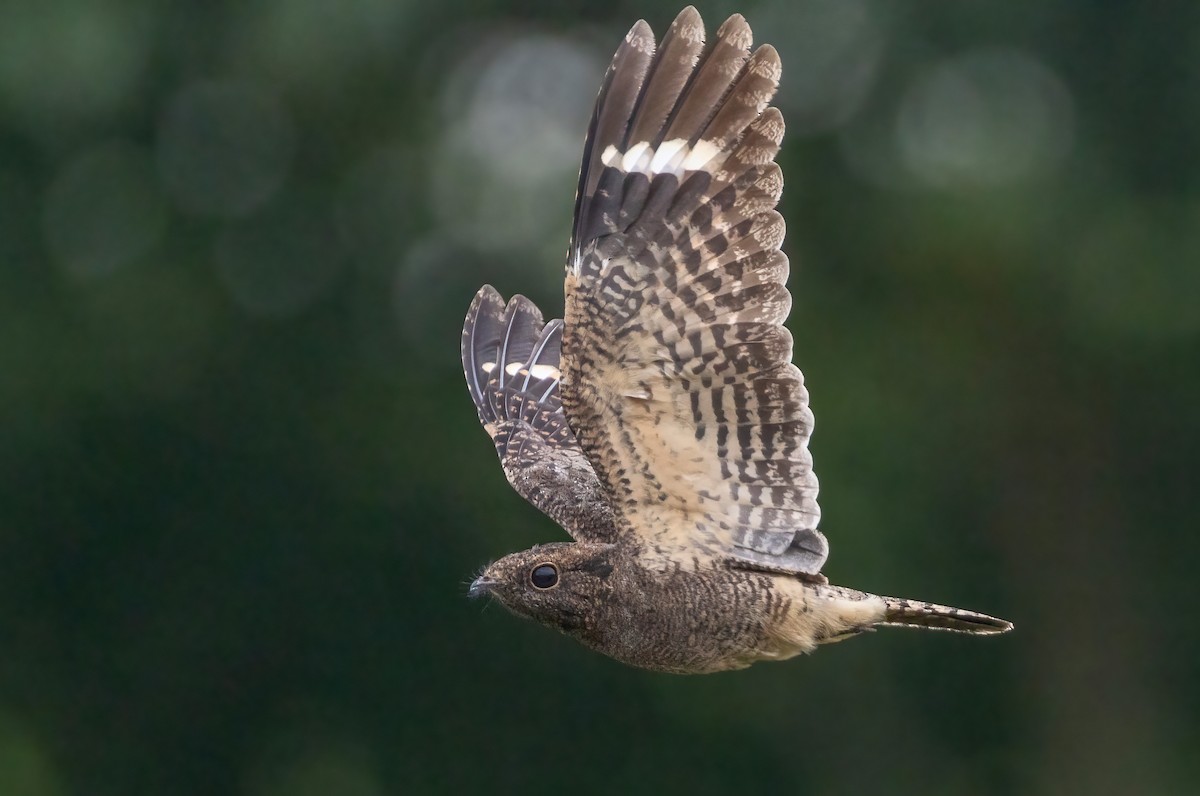 lelek savanový - ML645544032