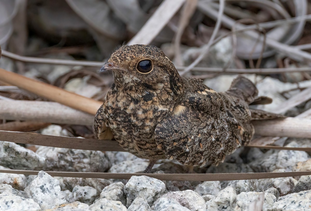 lelek savanový - ML645544033