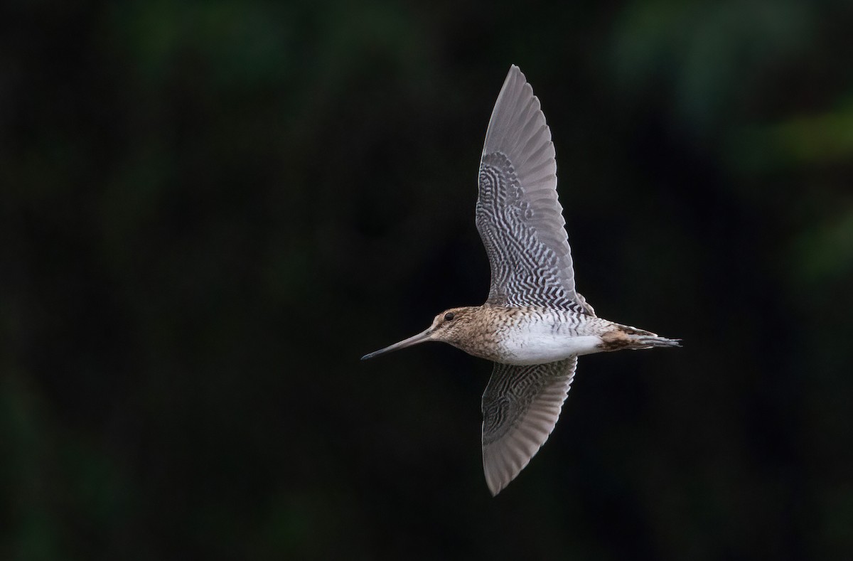 bekasina lesní/sibiřská - ML645544041