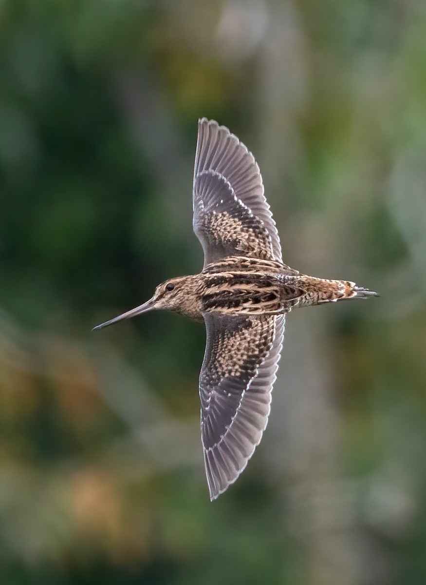 bekasina lesní/sibiřská - ML645544042