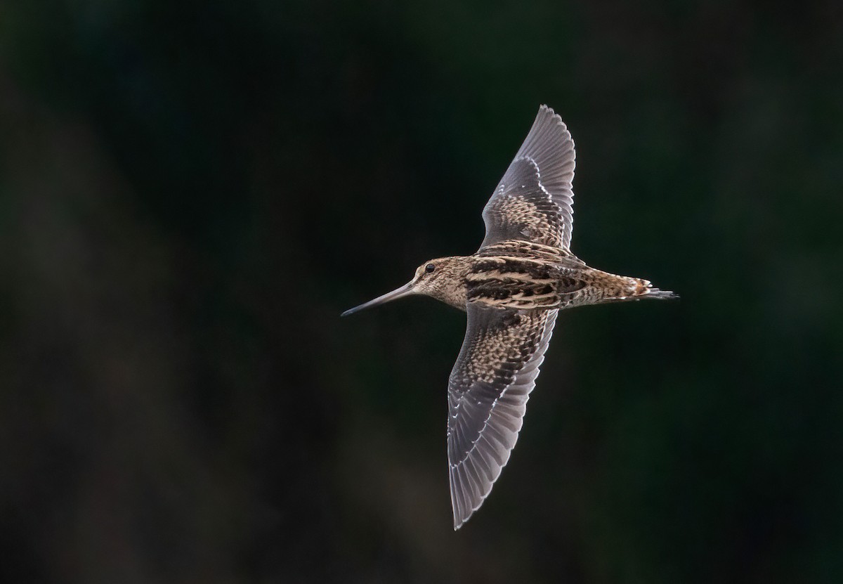 bekasina lesní/sibiřská - ML645544043