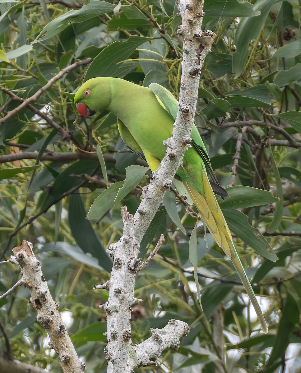 alexandr malý - ML645544044