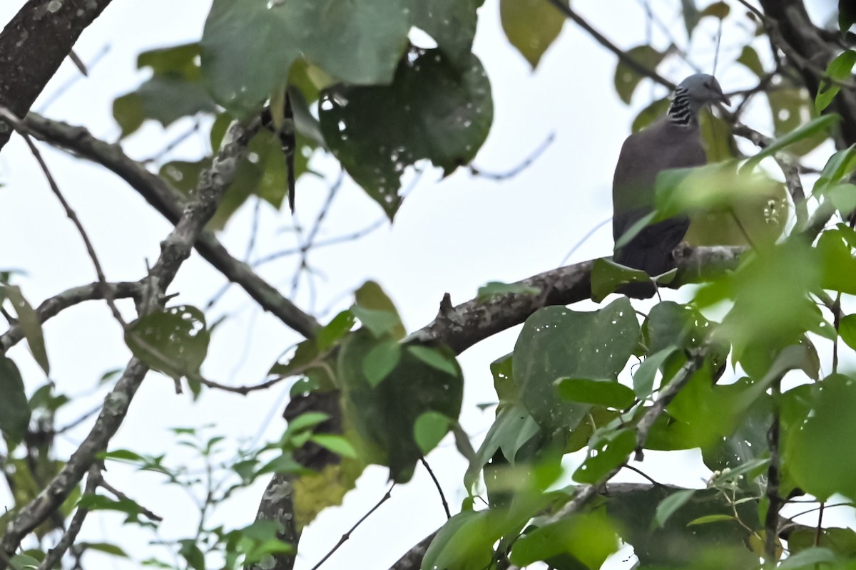 Nilgiri Wood-Pigeon - ML645544046