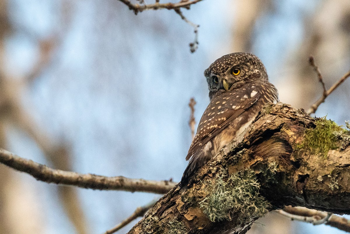 Eurasian Pygmy-Owl - ML645544048