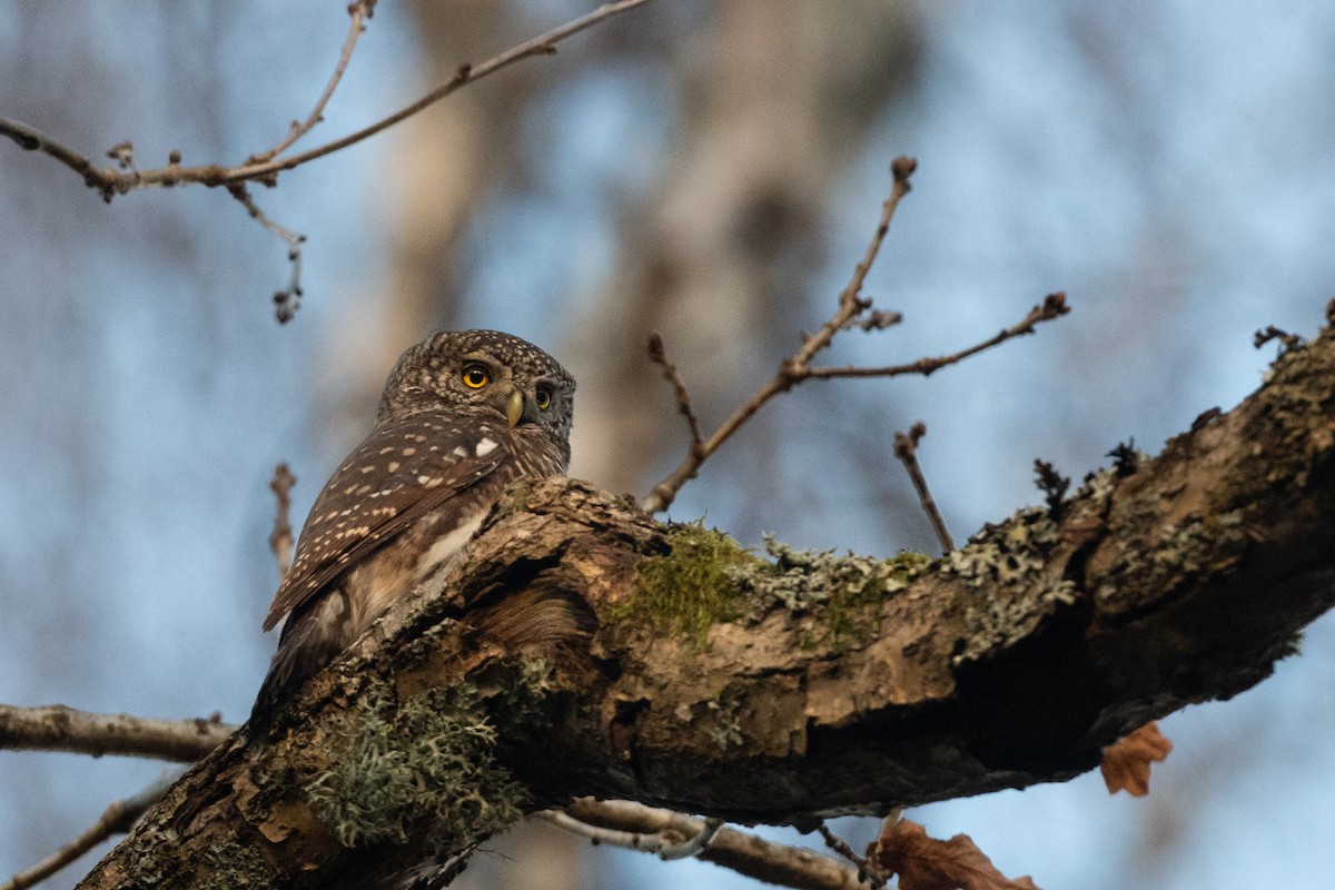 Eurasian Pygmy-Owl - ML645544049