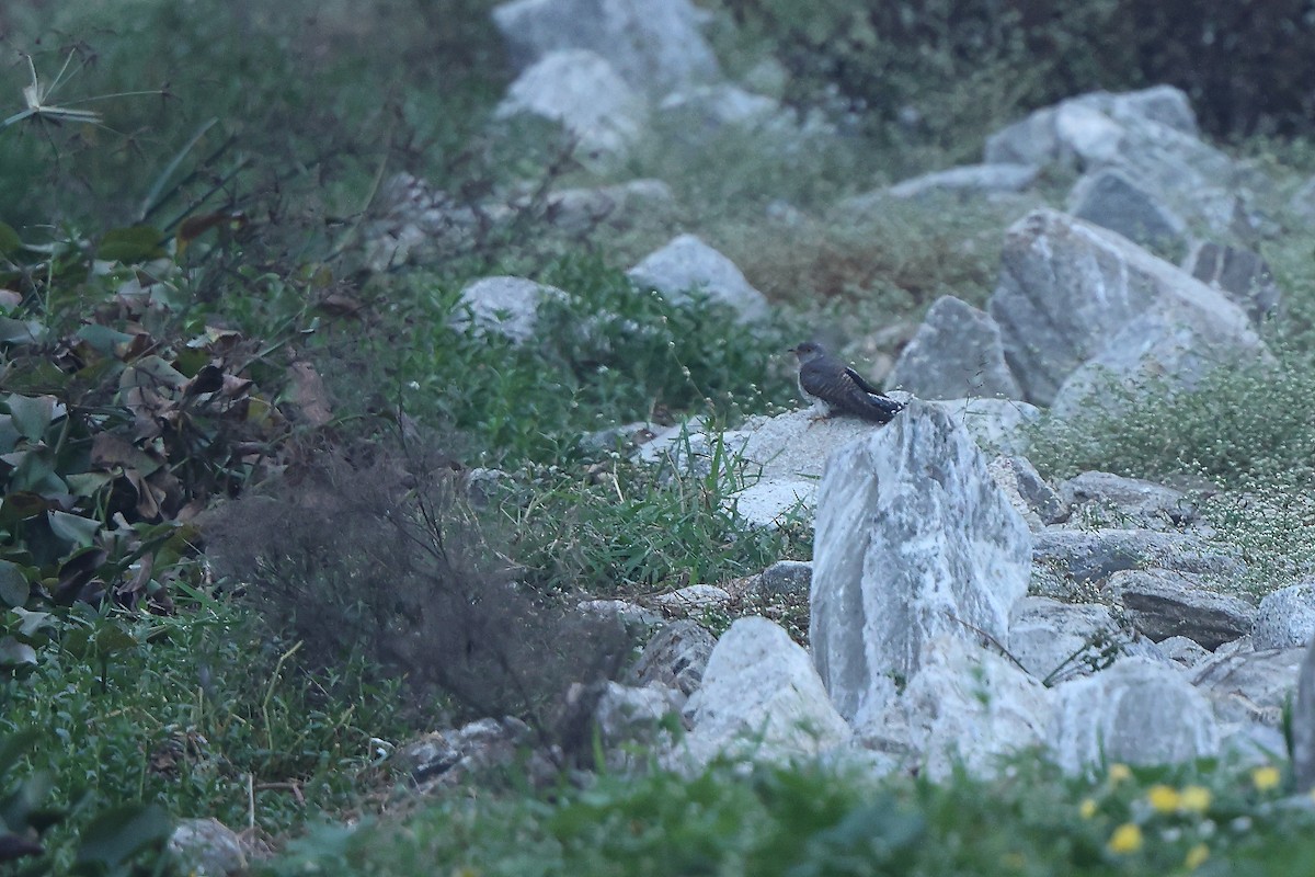 Common Cuckoo - ML645544050