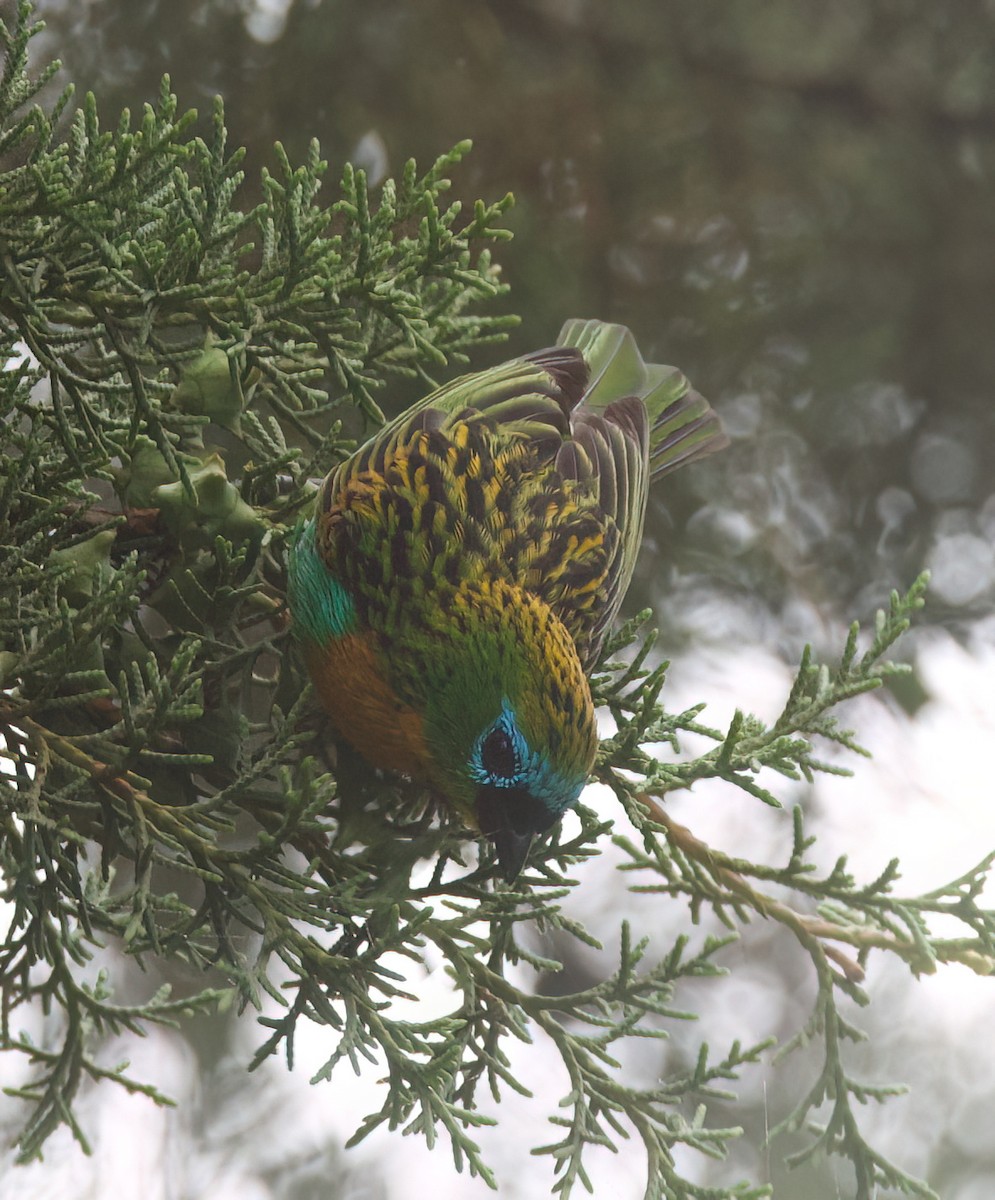 Tangara de Desmarest - ML645544057