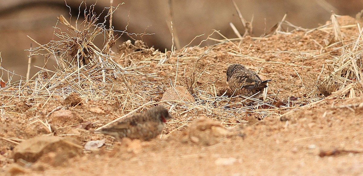 Cut-throat - ML645544061