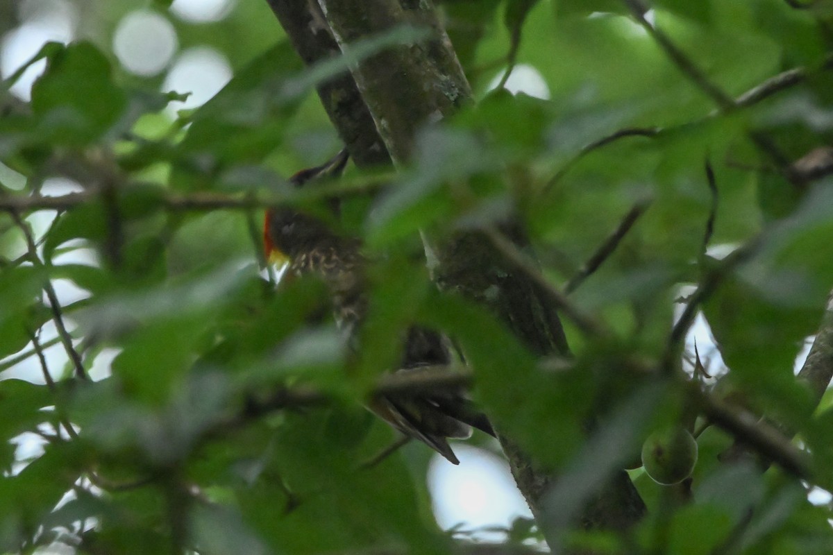 ildnakkespett - ML645544070