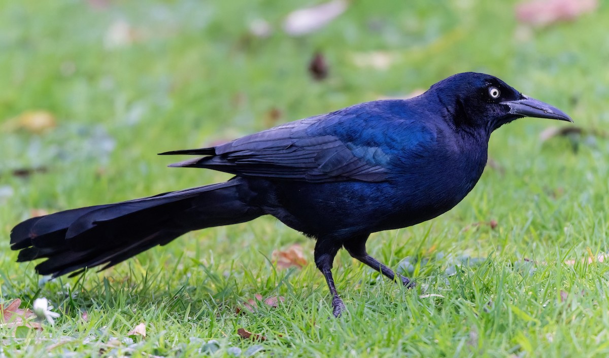 Boat-tailed Grackle - ML645544074