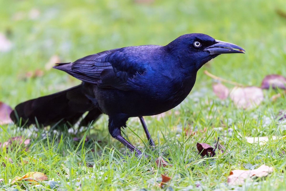 Boat-tailed Grackle - ML645544076