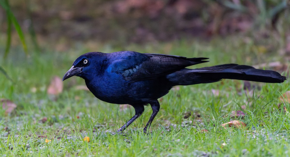 Boat-tailed Grackle - ML645544077