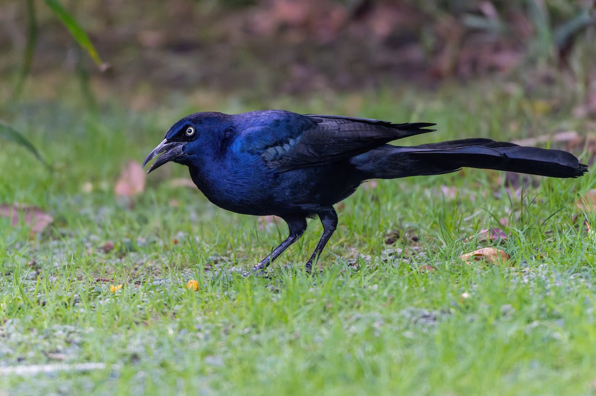 Boat-tailed Grackle - ML645544078