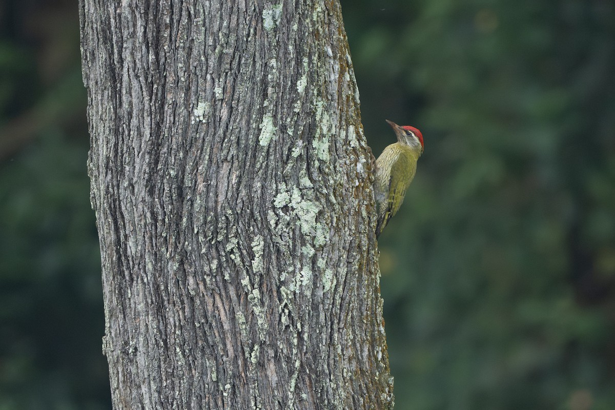 Streak-throated Woodpecker - ML645544081