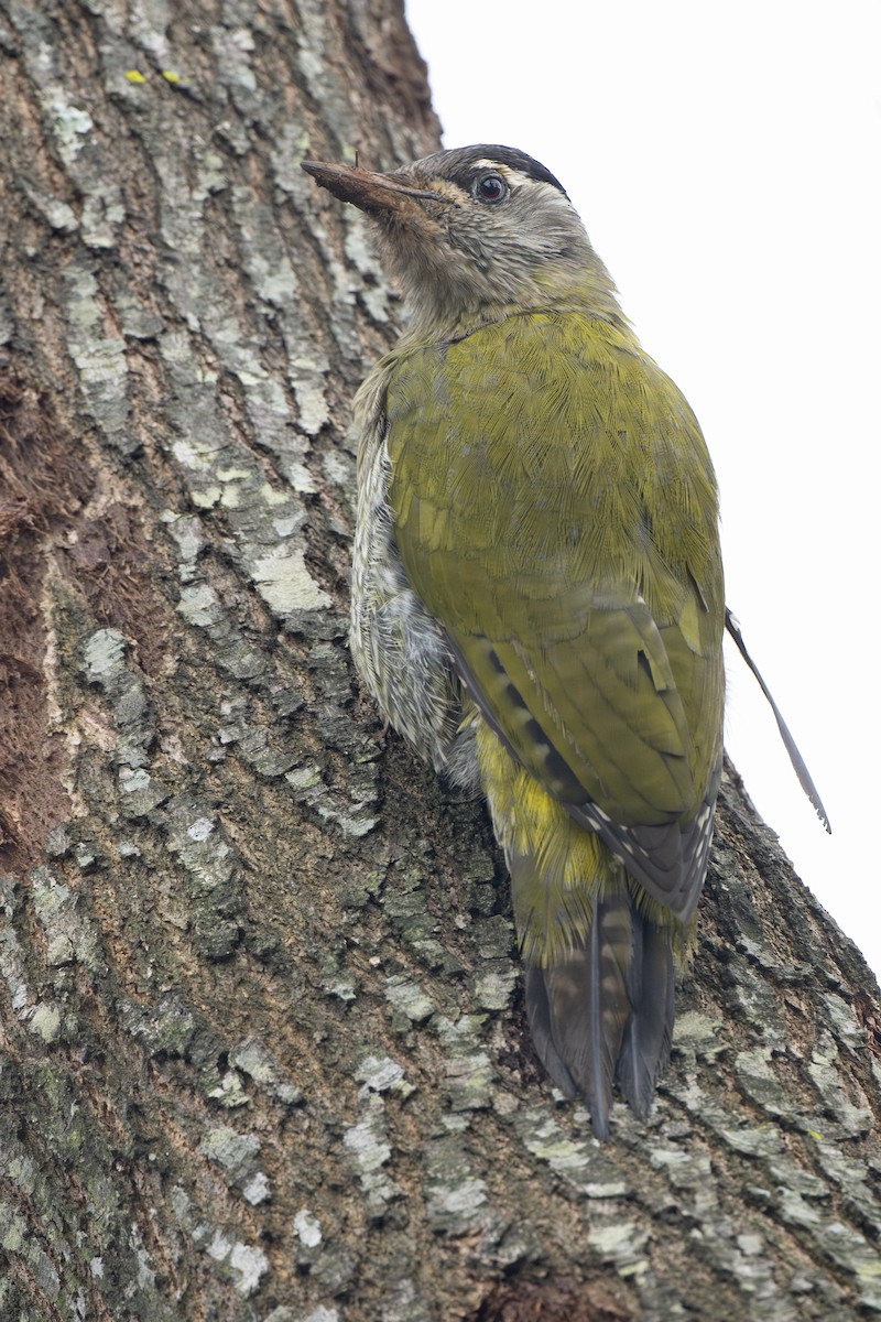 Streak-throated Woodpecker - ML645544082