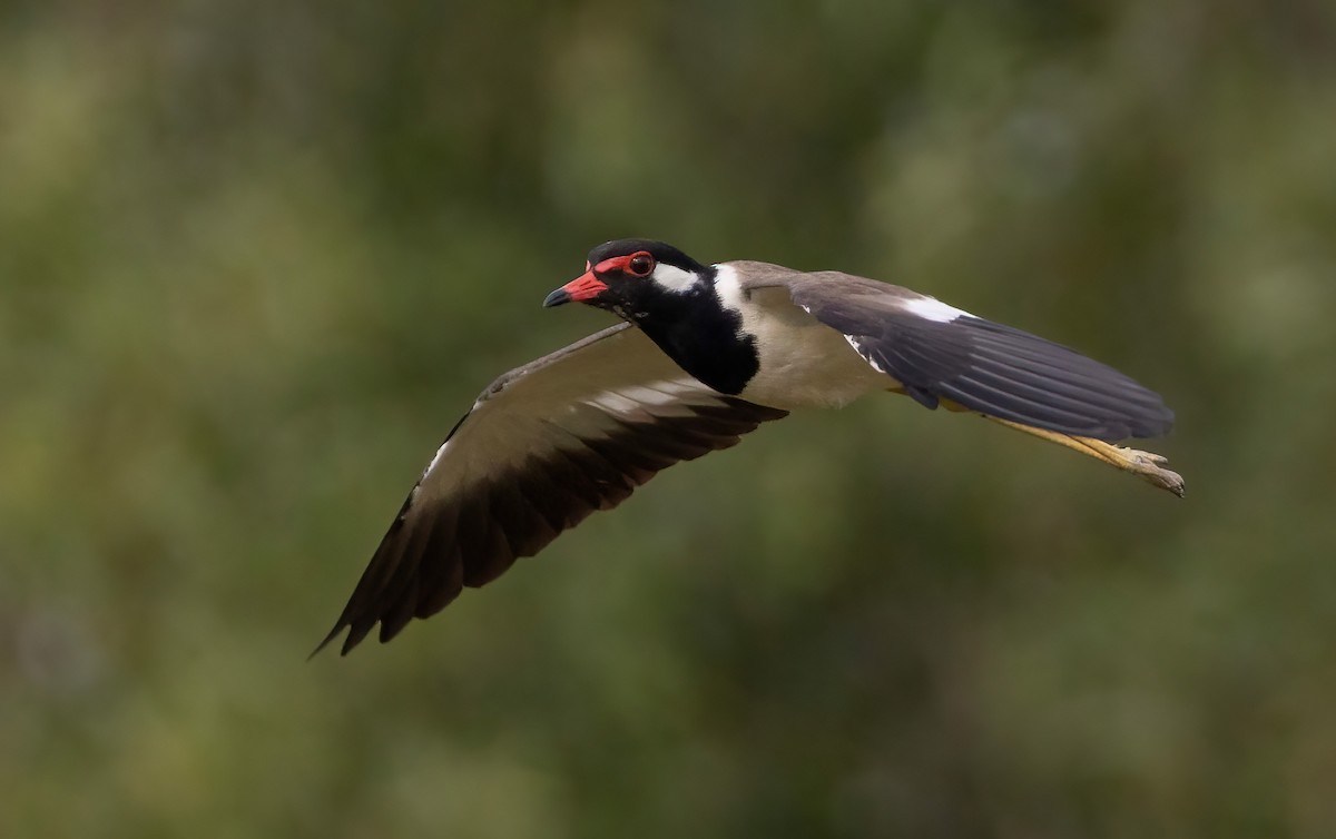 čejka černoprsá - ML645544083