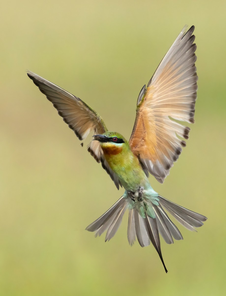 vlha modroocasá - ML645544088