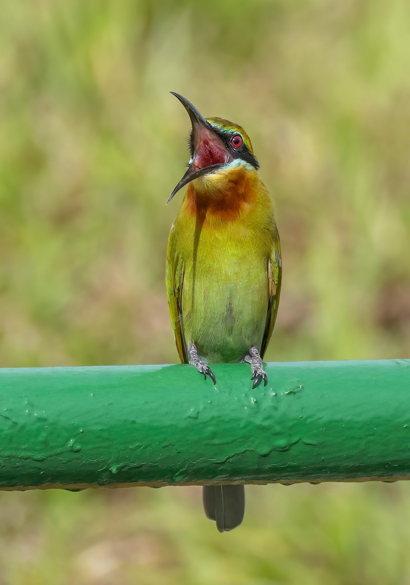 vlha modroocasá - ML645544089