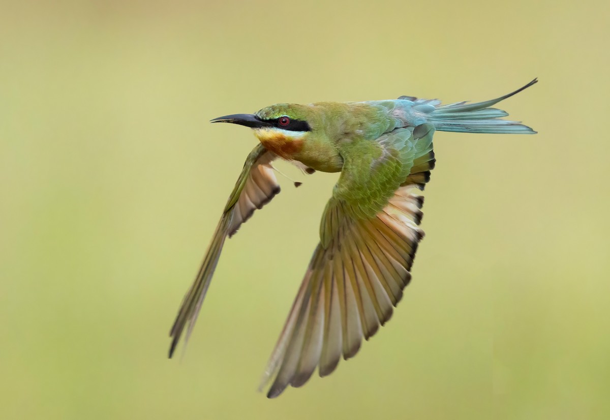 vlha modroocasá - ML645544090